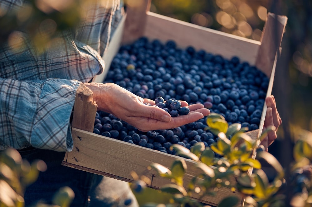 Blueberries – A Nutritious and Delicious Snack