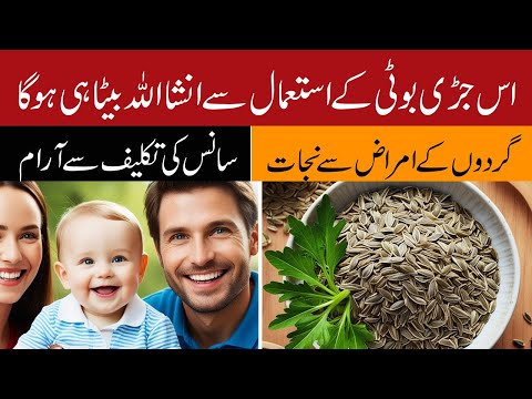 Insha Allah Baita Hi Ho Ga: Discover The Health Benefits Of Chicory: The Magic Of Kasni Seeds