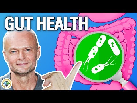 Why Is Gut Health Important?  – Health and Wellness