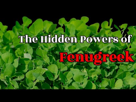 The Hidden Powers of Fenugreek: Nature’s Treasure for Health and Wellness