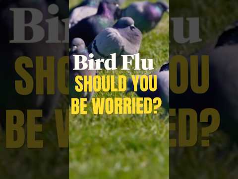 BIRD FLU: SHOULD YOU BE CONCERNED? #health #wellness #pandemic #motivation #healthcare #vaccine