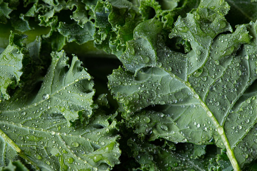The Ultimate Guide to Unlocking the Power of Kale for Your Health